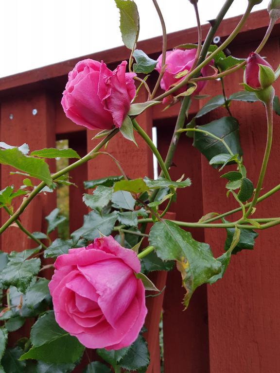 Brabo B&B Och Cafe Oskarshamn Zewnętrze zdjęcie